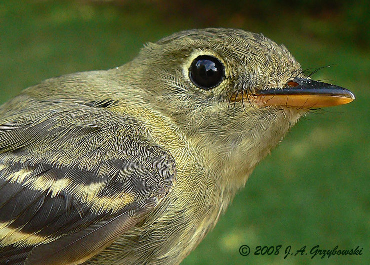 Yellow-bellied Flycatcher
