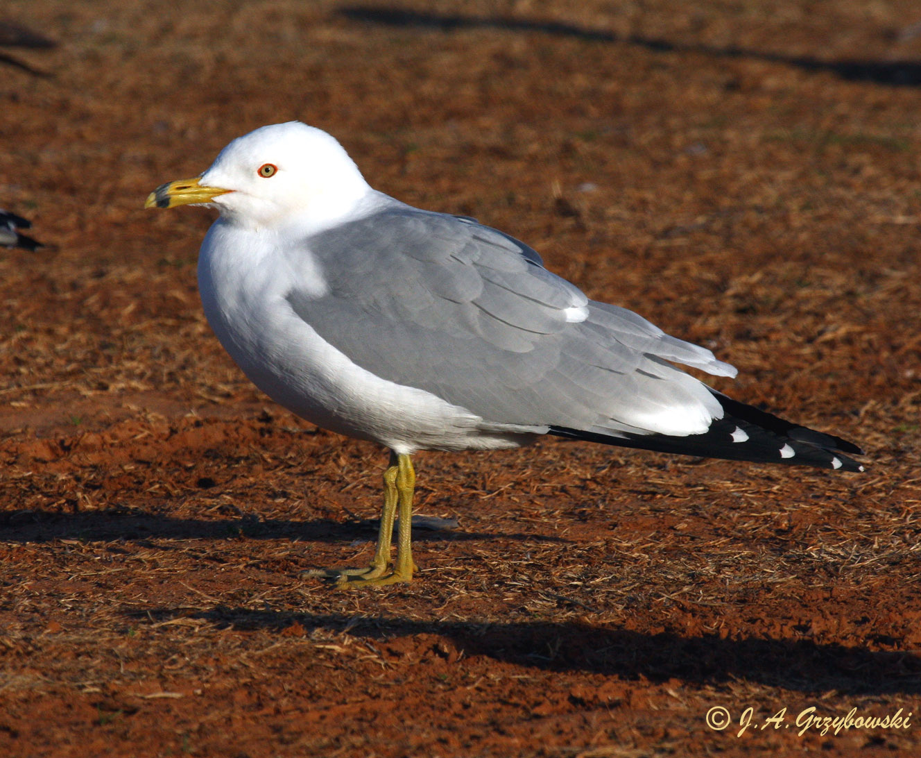 Ring-billed Gull (adult, breeding)
