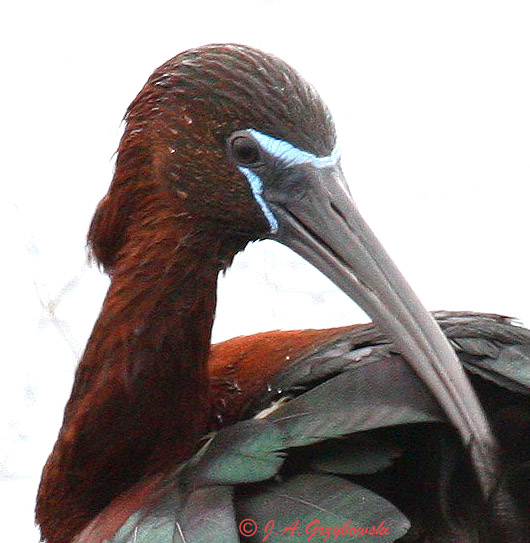 Glossy Ibis