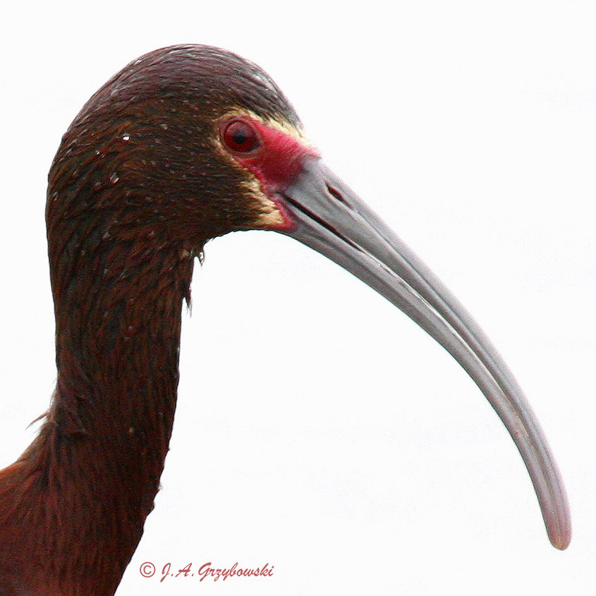 White-faced Ibis