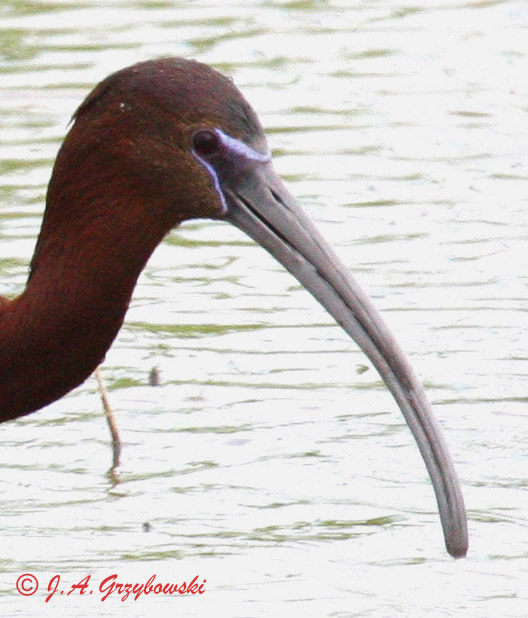 Hybrid Glossy/White-faced Ibis 5719