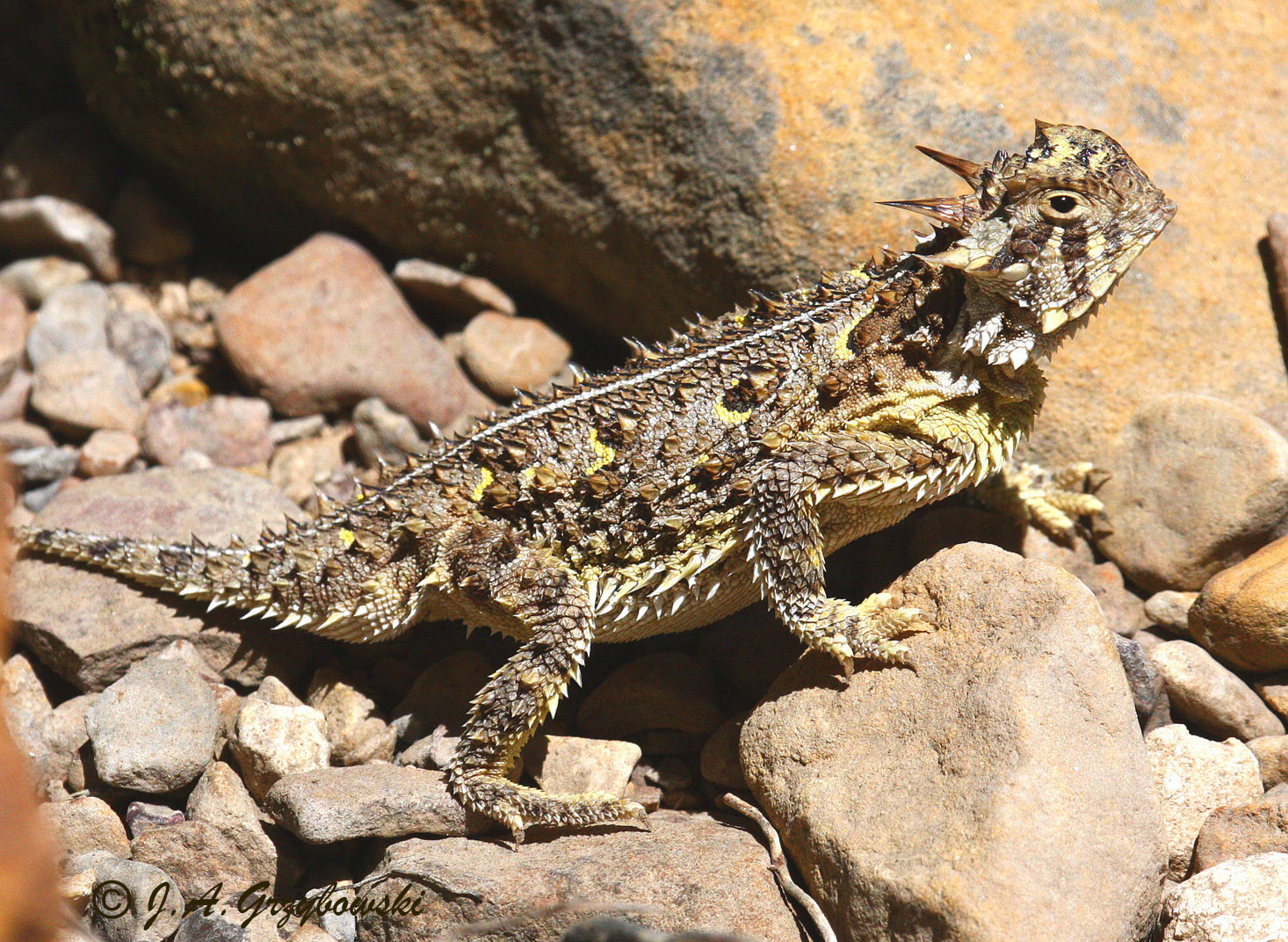 Texas Horned Lizard (Phrynosoma cornutum)