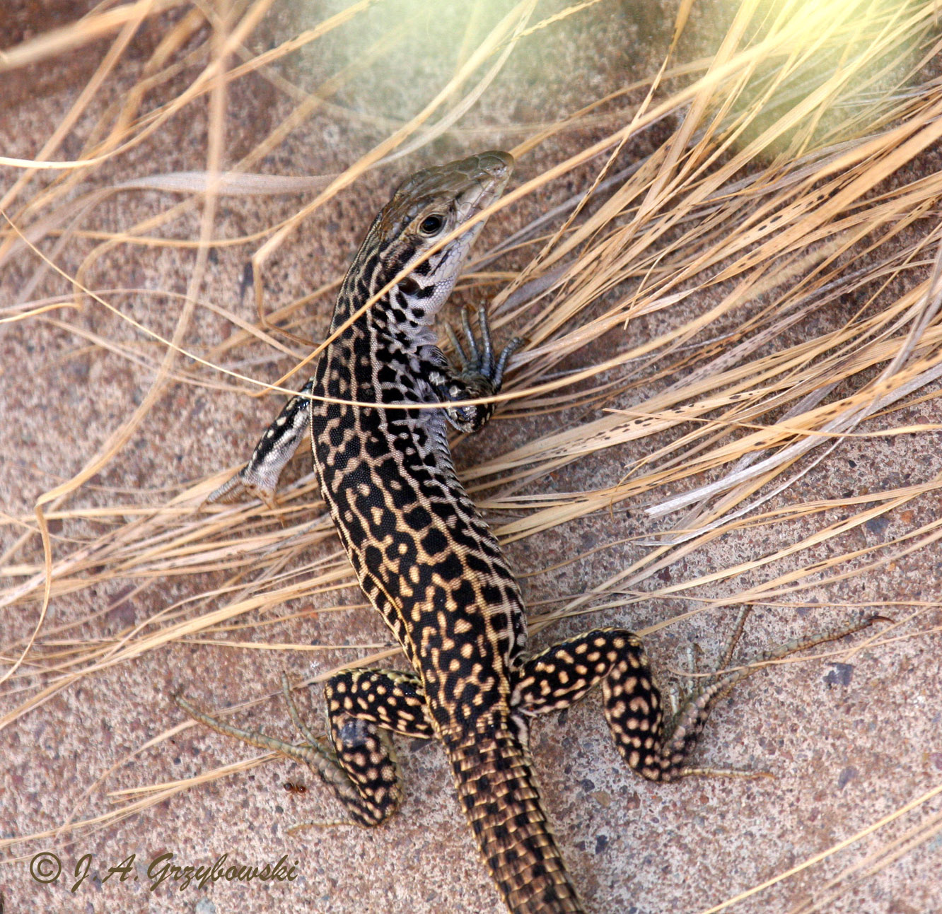 Common Checkered Whiptail (Aspidoscelis tesselata)