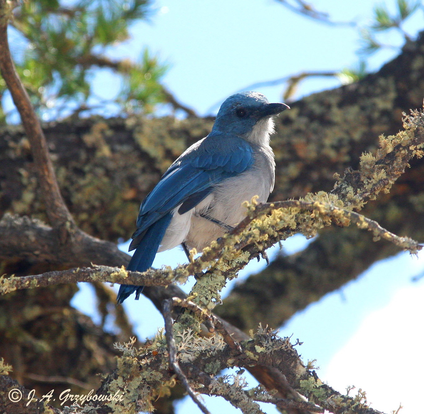Mexican Jay