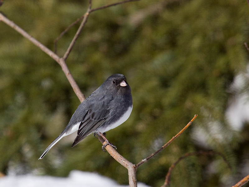 Junco, St-Hyacinthe