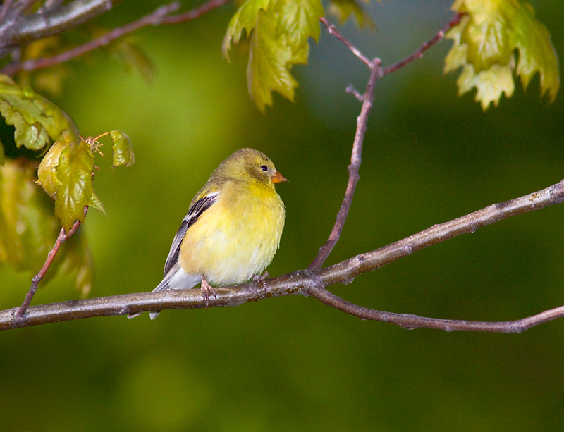 Chardonneret jaune, Cimetire-Mont-Royal, Montral