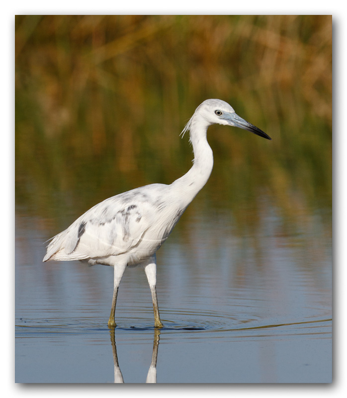 Aigrette bleue_immature