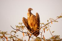 vultures