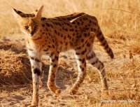 serval cat