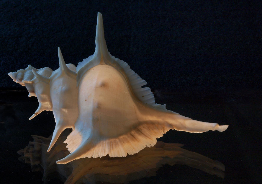 Shell 15 - The other side