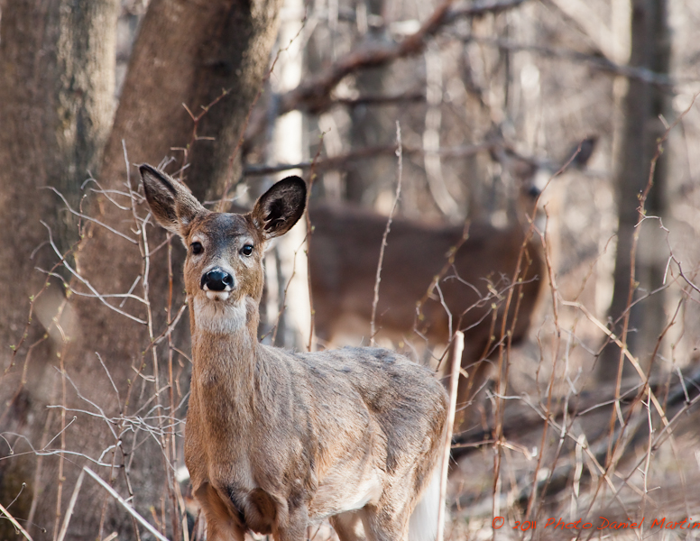 Jeune chevreuil et sa mre - Young Deer with watchful mother