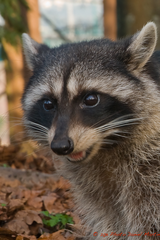 Rton laveur - Racoon