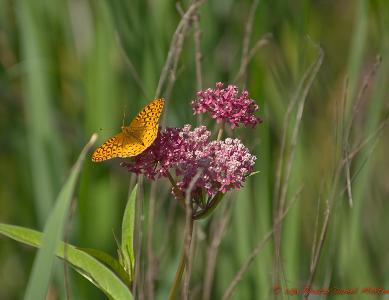 Argynne cyble - Great Spangled Fritillary