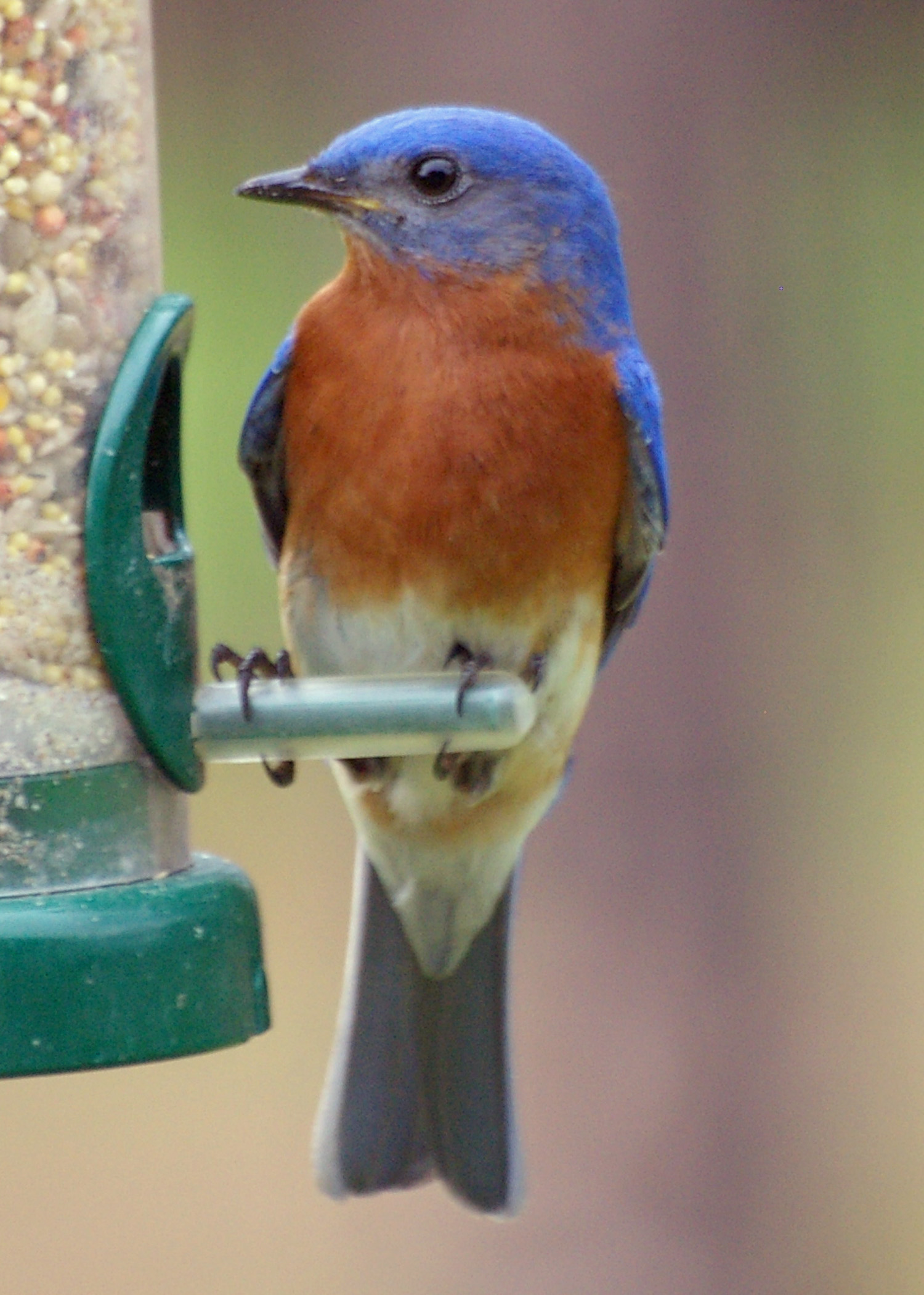 Bluebird