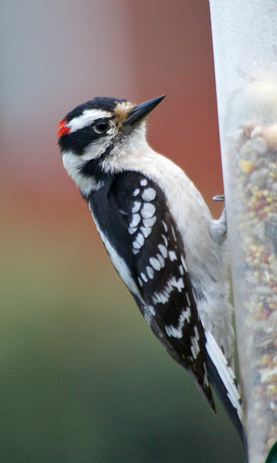 Downy Woodpecker