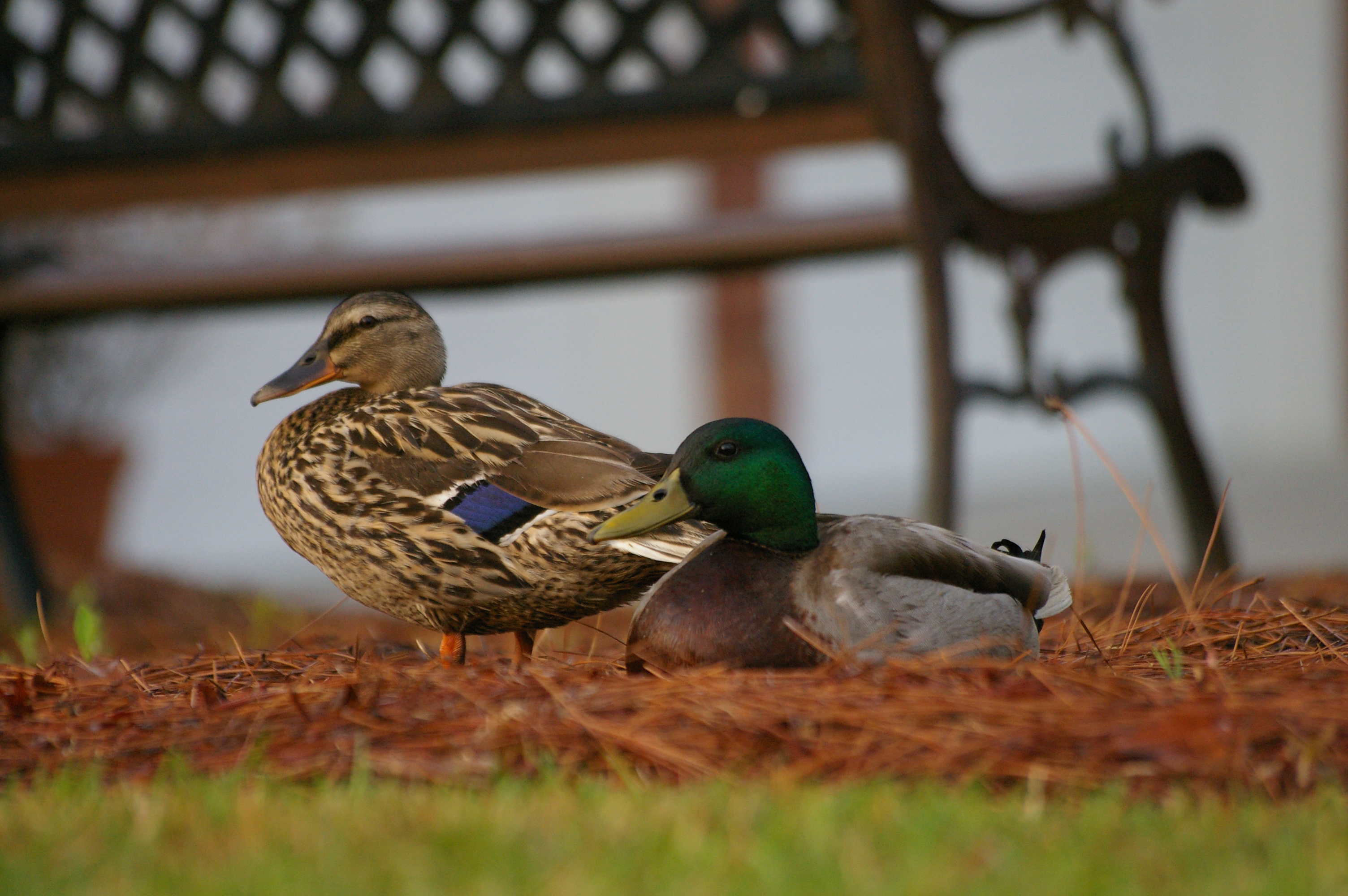 Mallards