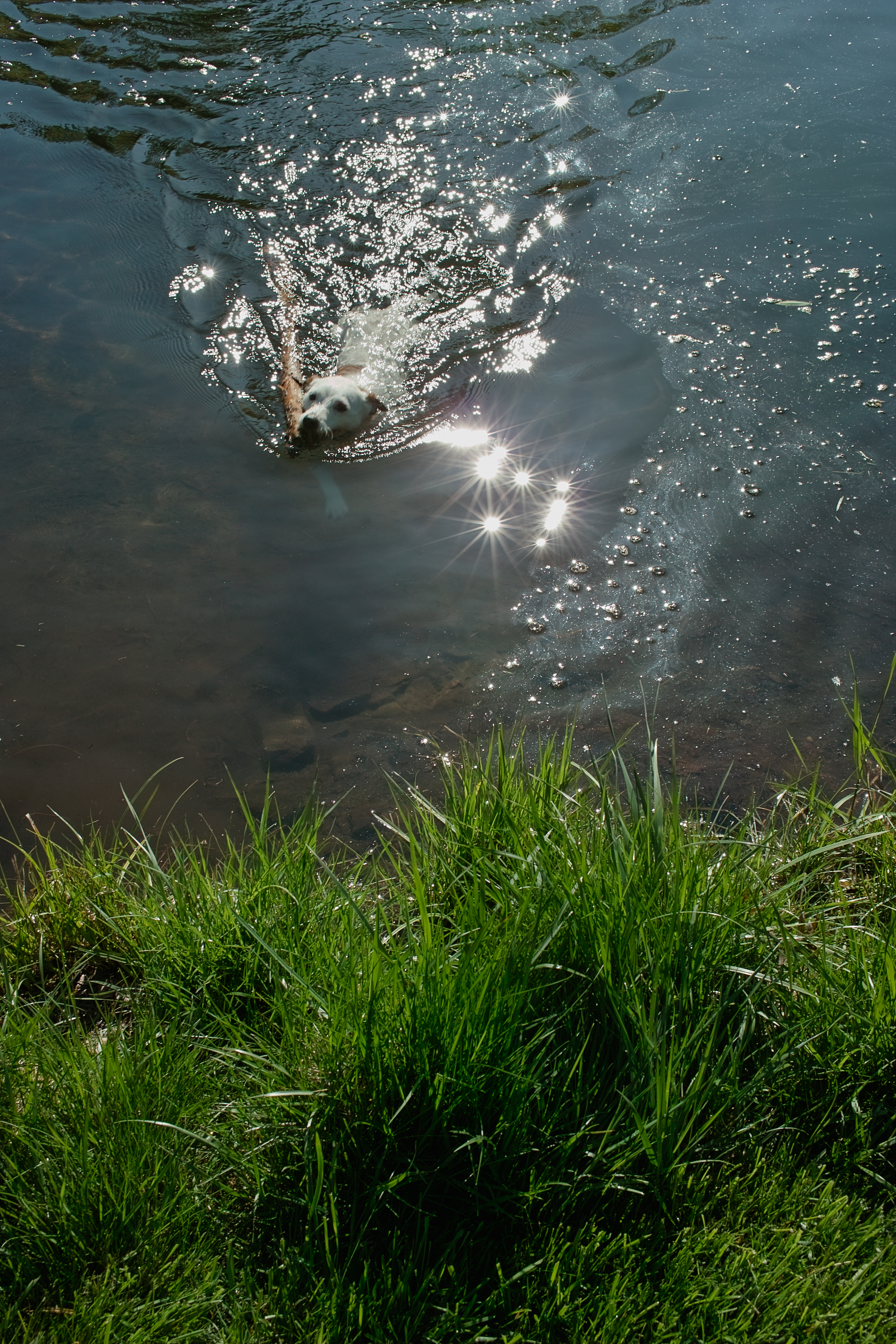 Glitter Swimmer