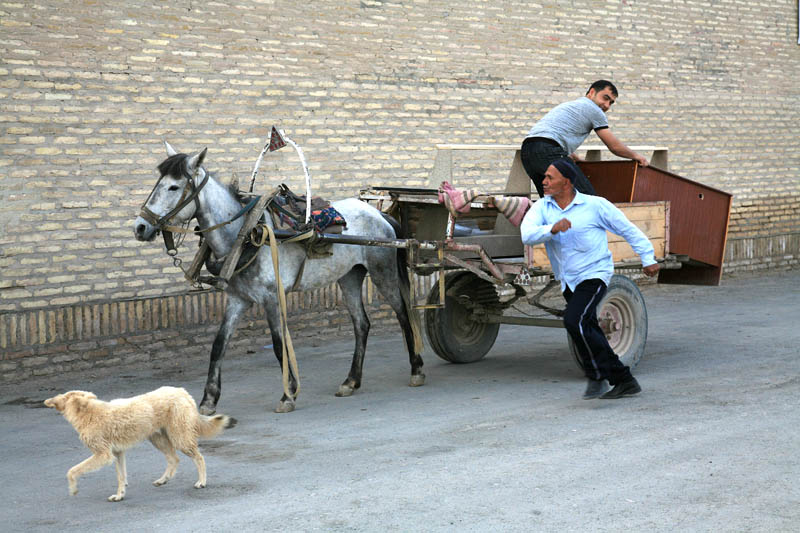 Runaway Horse
