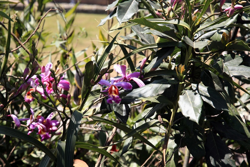 Orchids