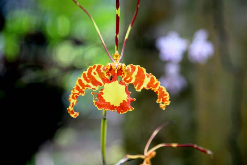 Oncidium Papilio
