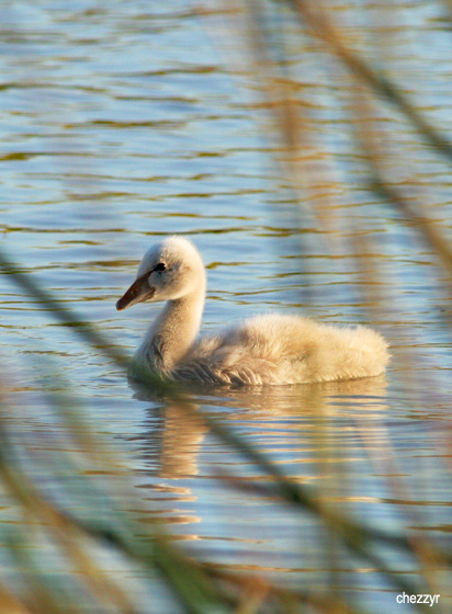 8365-cygnet