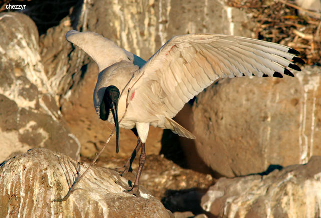 8395-ibis