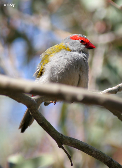 8154-red-browed-finch