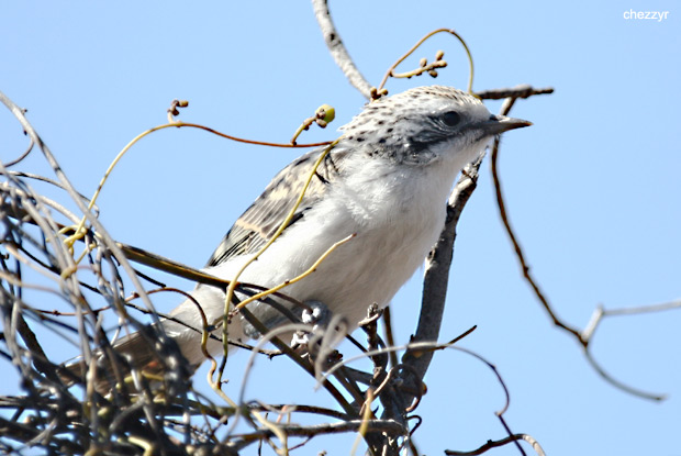 0149-striped-honeyeater