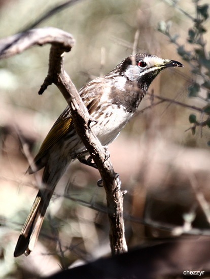 0256-whitefronted-honeyeater