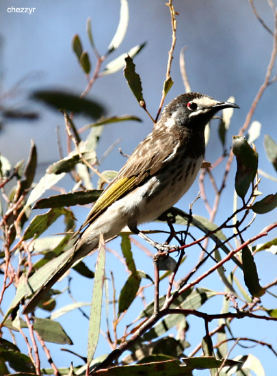 0272-whitefronted-honeyeater