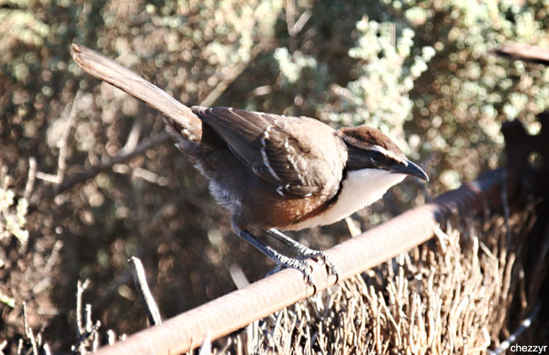 0465- chestnut crowned babbler