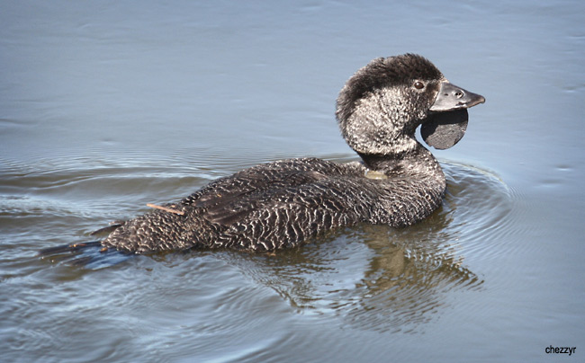 8958-musk-duck.jpg