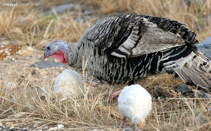 0783-turkey.jpg