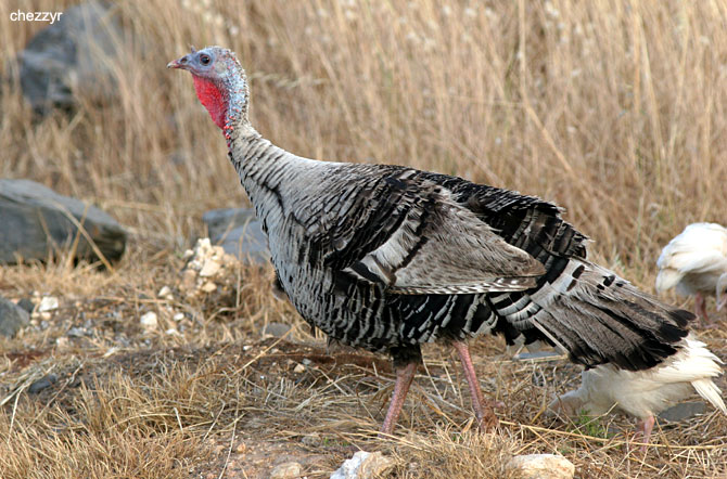 0789-turkey.jpg