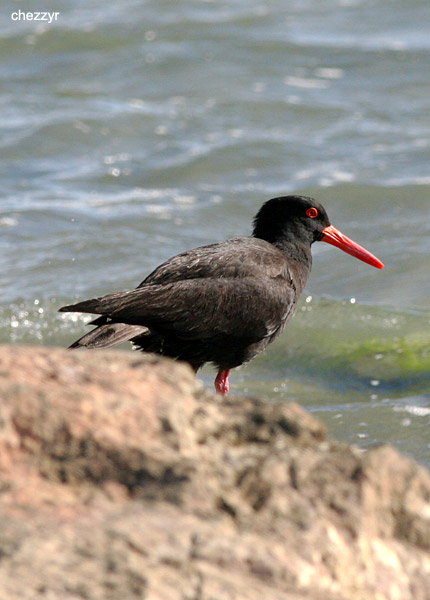 1360-sooty-oystercatchers.jpg