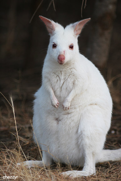 0827-wallaby.jpg