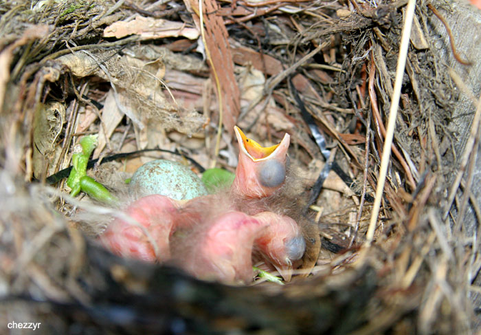 0013-nest.jpg - id as blackbird