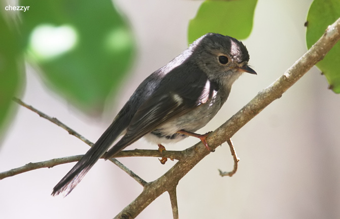 0012- rose robin has been suggested