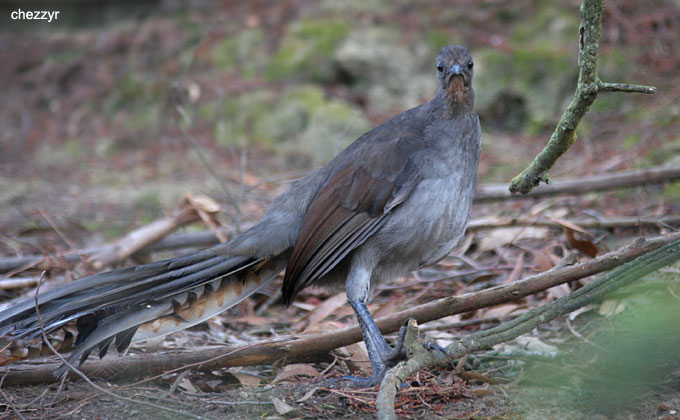 0053-lyrebird.jpg