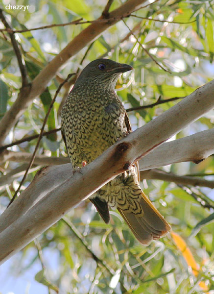 1552-bowerbird.jpg