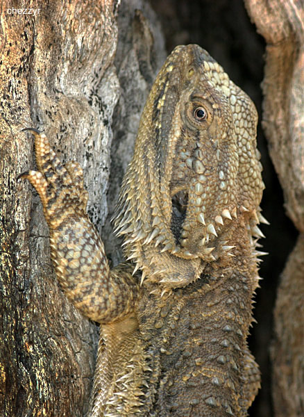 1931-beardeddragon.jpg