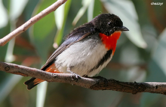 2044-mistletoebird.jpg