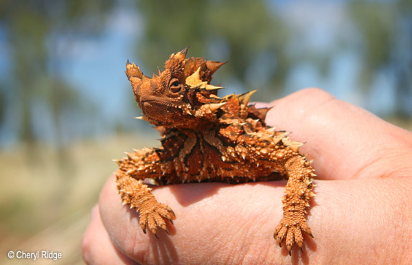 0200-thorny-devil.jpg
