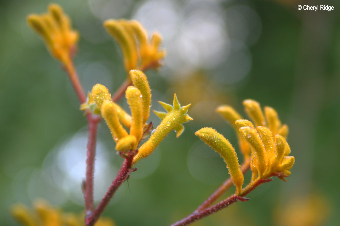 2895-kangaroo-paw.jpg