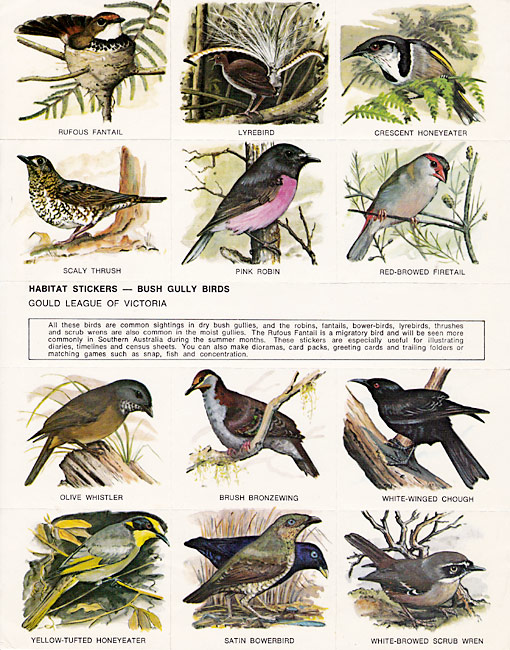 bush gully birds