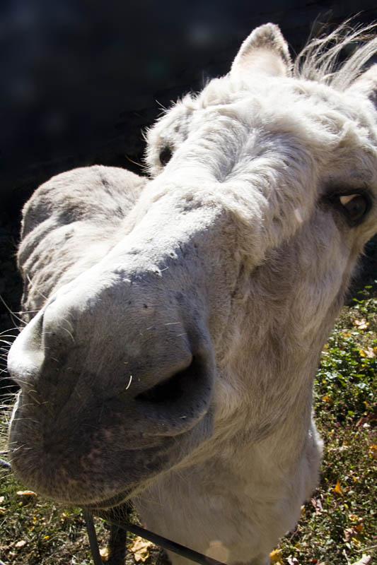 Donkey Business