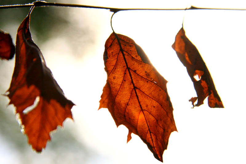 Autumn Leaves 1
