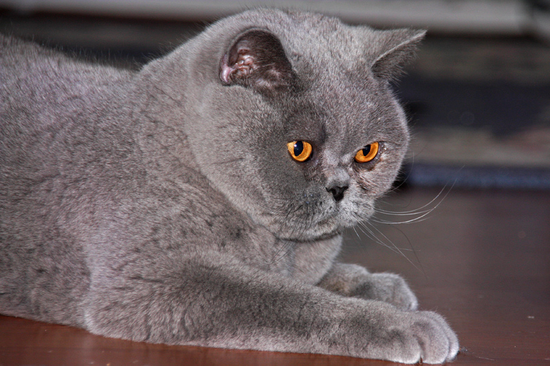 IMG_8859 taz.jpg