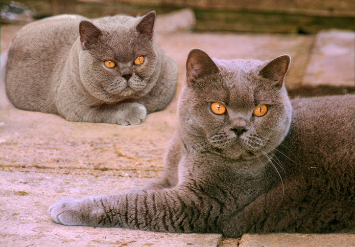 taz and jas.jpg
