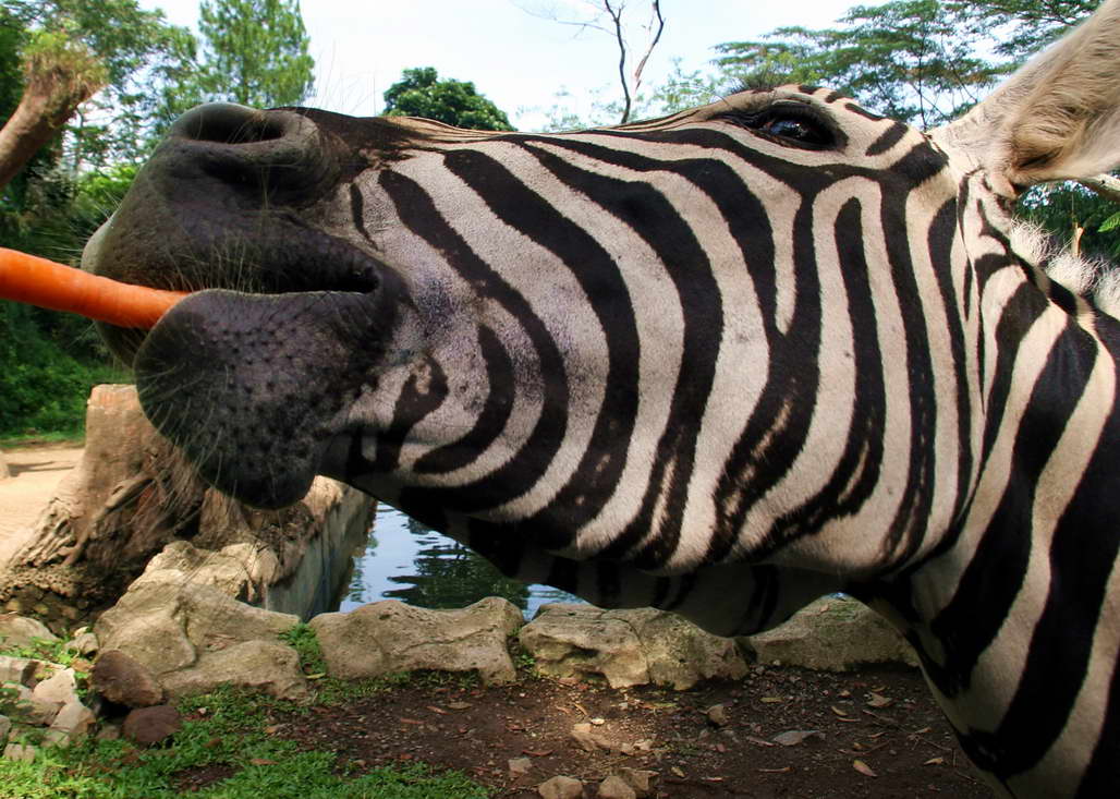 Zebra1 (2)_resize.jpg